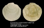 PLEISTOCENE-OKEECHOBEE FORMATION Phacoides pectinatus